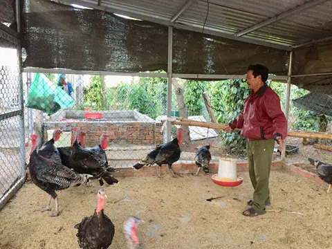 Đắk Lắk: Thu nhập cao từ nuôi gà lôi
