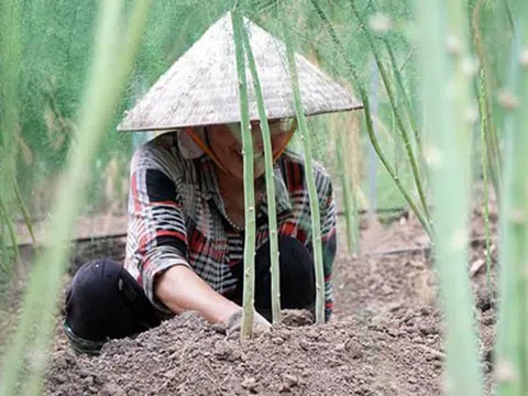 Ninh Thuận: Đất cát 'nở hoa' nhờ trồng măng tây theo công nghệ Israel