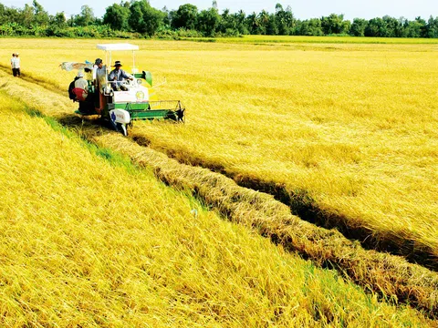 Doanh nghiệp Tiền Giang tham gia liên kết tiêu thụ lúa gạo