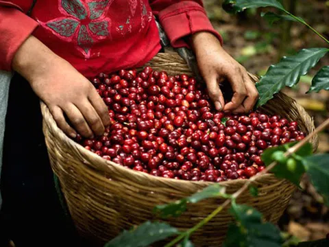 Thị trường nông sản ngày 27/4: Dự báo giá tiêu, cà phê tăng tuần này sẽ có nhiều khởi sắc