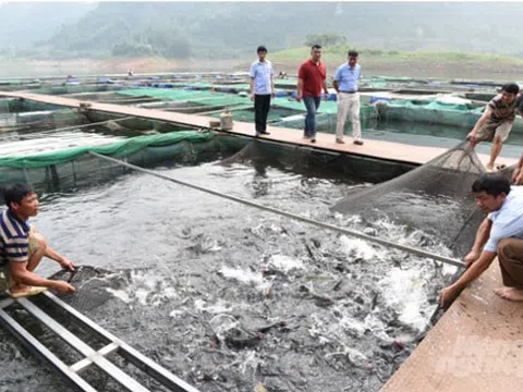 Tuyên Quang: “Sống khỏe” từ nuôi cá lồng