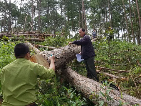 Lâm Đồng: Nguyên Giám đốc Sở Nông nghiệp bị khởi tố vì vi phạm quy định về quản lý rừng