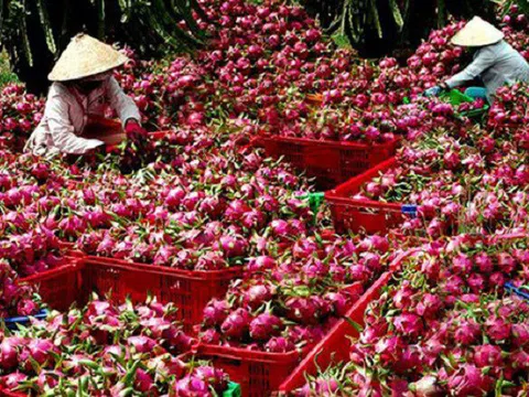 Bình Thuận thúc đẩy sản xuất, tiêu thụ sản phẩm nông nghiệp vượt qua khó khăn do dịch Covid-19