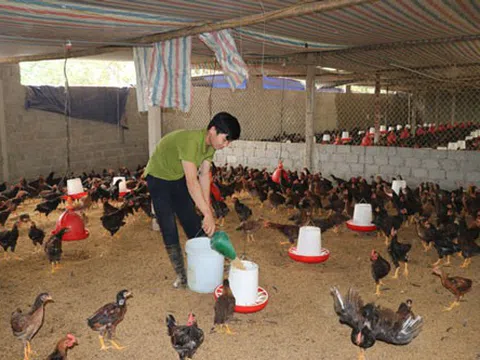 Thanh Hóa: Hiệu quả mô hình nuôi gà theo hướng an toàn sinh học