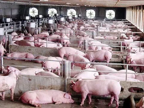 Giá cả thị trường 11/5: Giá lợn hơi lên sát mốc 100.000 đồng/kg, siêu thị đẩy mạnh bán thịt lợn đông lạnh