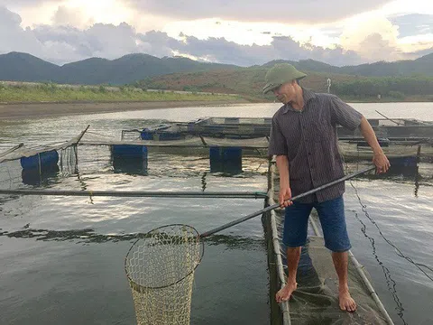 Sơn La: Chuyện nuôi cá lồng trên lòng hồ thủy điện của HTX thủy sản Hồ Quỳnh