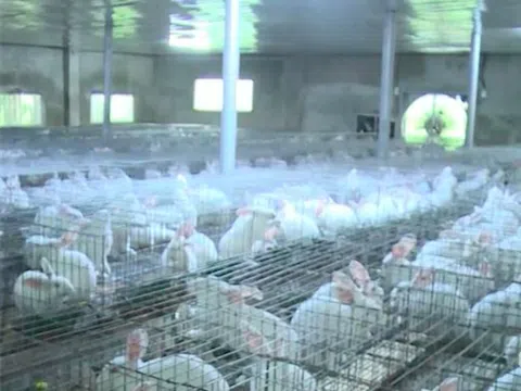 Thanh Hóa: Thu trăm triệu nhờ nuôi thỏ xuất khẩu sang Nhật