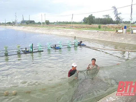 Thanh Hóa: Hướng làm giàu cho người nuôi trồng thủy sản vùng triều Hậu Lộc