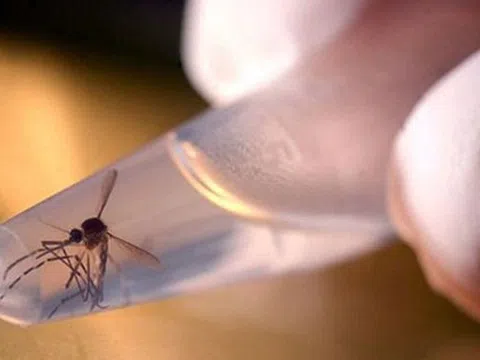 Phát hiện một trường hợp mắc virus Zika tại Đà Nẵng