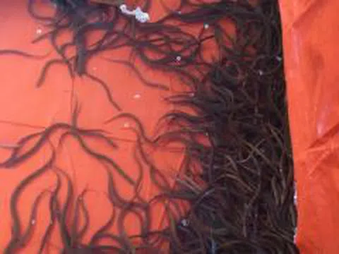Hợp tác xã Ngọc Đăng (Phú Thọ): Khách hàng bức xúc, có dấu hiệu dùng lươn giống lừa đảo nông dân khắp cả nước?