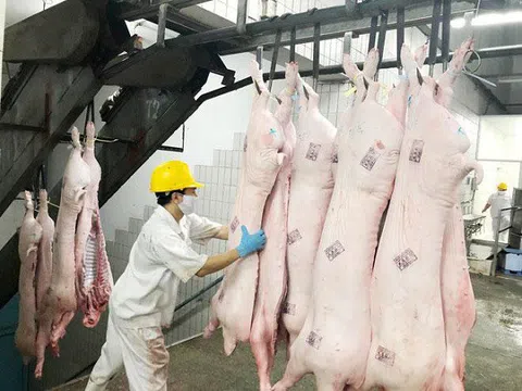 Bộ NN&PTNT quyết nhập lợn sống về giết mổ để ‘giảm nhiệt’ giá trong nước