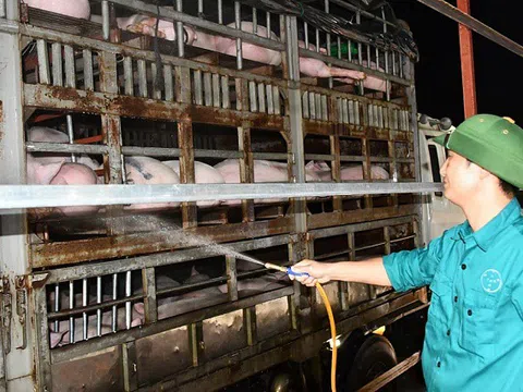Nhập gần 2 triệu con lợn sống từ Thái Lan về Việt Nam