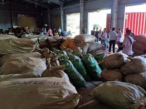 Bắt hơn 100 tấn thảo dược ngụy trang củ cải, cà rốt nhập lậu