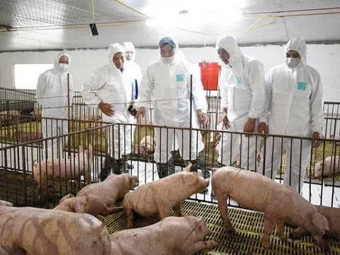 Hải Phòng: Tái đàn và tăng đàn giống để khôi phục chăn nuôi lợn