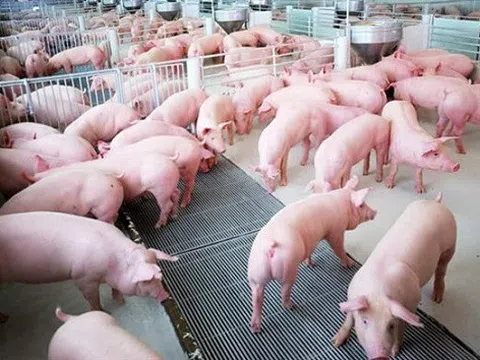 Duyệt kế hoạch quốc gia phòng, chống bệnh dịch tả lợn Châu Phi