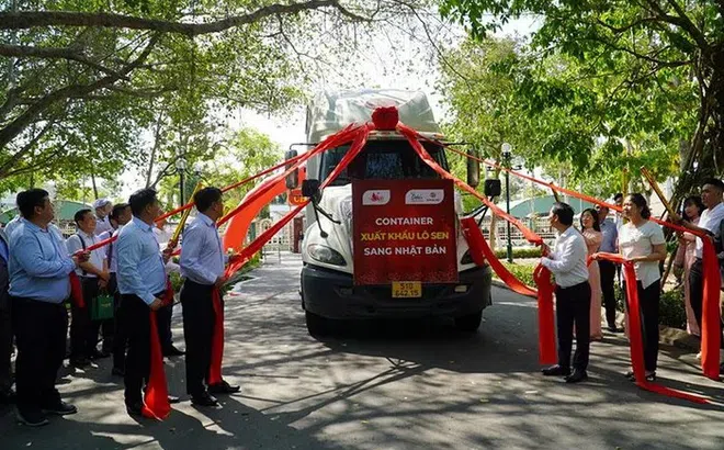 Đồng Tháp: Lần đầu tiên xuất khẩu 15 tấn củ sen sang Nhật Bản