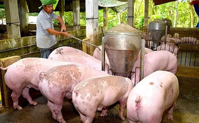 Thị trường thịt lợn diễn biến trái quy luật