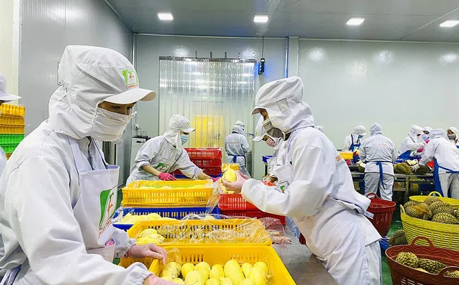 Xuất khẩu sầu riêng đông lạnh sang Trung Quốc có thể đạt 300 triệu USD