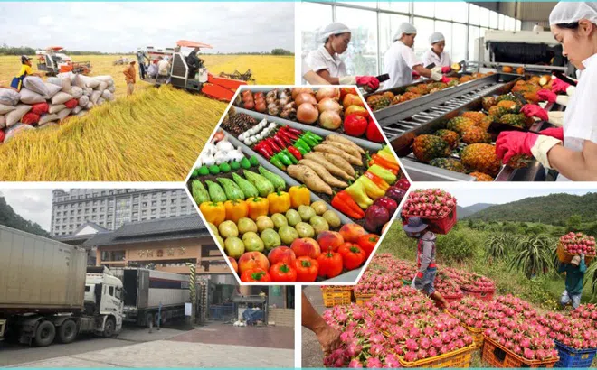 Xuất siêu nông, lâm, thuỷ sản trong 10 tháng đạt hơn 15,2 tỷ USD