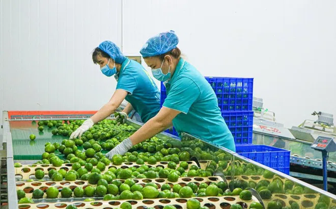 Đẩy mạnh xuất khẩu vào thị trường tiềm năng New Zealand