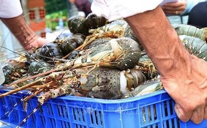 Xuất khẩu tôm sang Trung Quốc "phi mã" tôm hùm dẫn đầu đà tăng trưởng