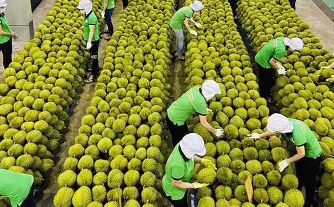 Xuất khẩu hàng rau quả sang Trung Quốc giảm 31,3% trong quý I