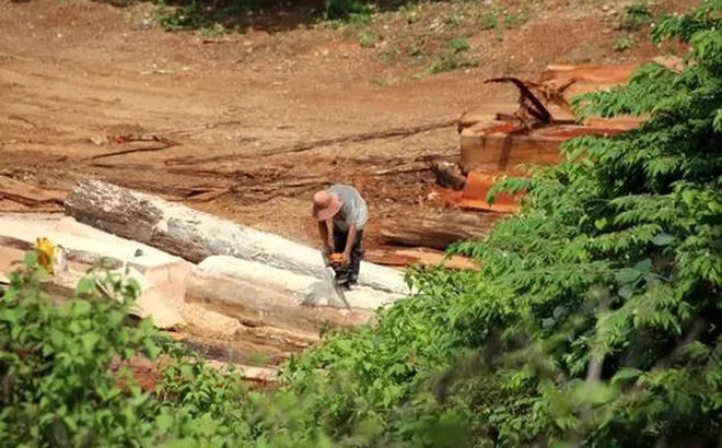 Dự thảo Bộ luật Hình sự sửa đổi: Nâng mức hình phạt tù, tiền đối với tội phạm về môi trường