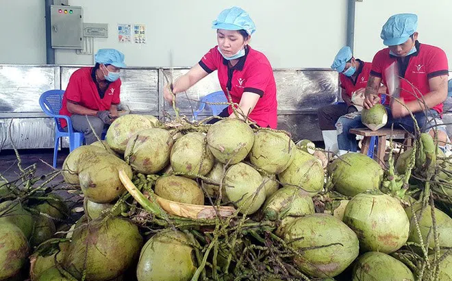 Trái dừa Việt Nam thắng lớn tại thị trường Trung Quốc và Mỹ
