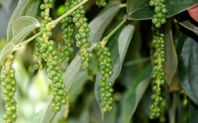 Nhập khẩu hồ tiêu tăng mạnh, tiệm cận mức kỷ lục năm 2021