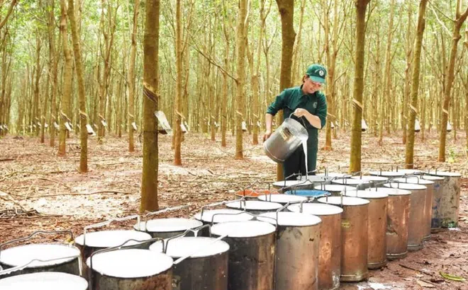Việt Nam được EU xếp loại “rủi ro thấp” trong Quy định chống phá rừng