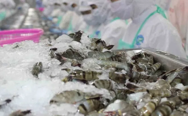 Ngành tôm điều chỉnh chiến lược trước rào cản thuế quan từ Mỹ