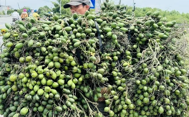 Thị phần cau nhập khẩu chiếm 1,43% tổng kim ngạch nhập khẩu rau quả