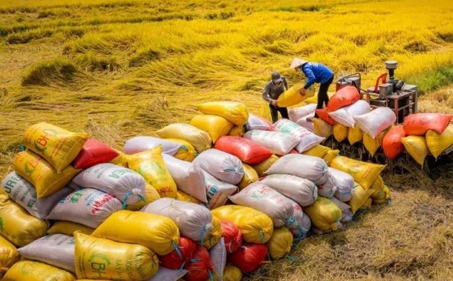 Xuất khẩu gạo tăng 7,6% về lượng nhưng giảm 12,2% về giá trị