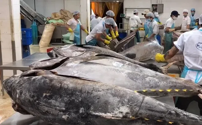 Xuất khẩu cá ngừ sang Đức liên tục giảm do thiếu nguyên liệu đầu vào