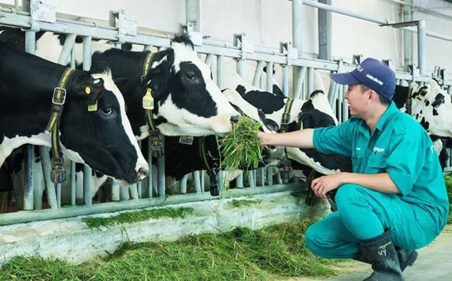 Hội Chăn nuôi Việt Nam đề xuất giải pháp phát triển nguồn nguyên liệu sữa trong nước