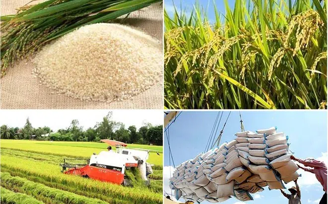 Giữ vững lượng xuất khẩu gạo nhưng giá trị sụt giảm trong 8 tháng