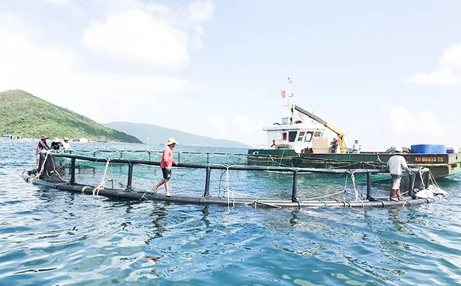 Phát triển nuôi biển trở thành ngành sản xuất hàng hóa quy mô lớn, an toàn và hiệu quả