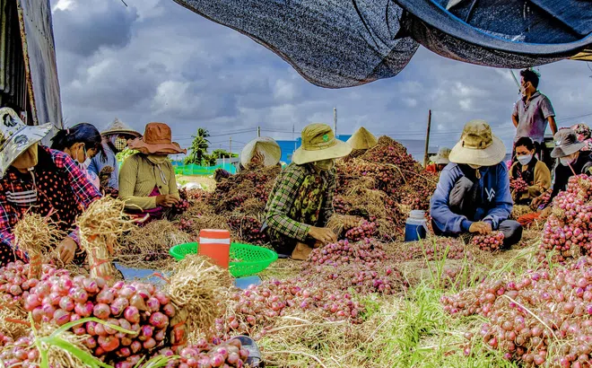 Cần Thơ: Nhiều giải pháp phát triển kinh tế - xã hội bền vững đối với đồng bào dân tộc thiểu số vùng ĐBSCL