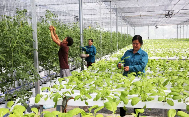 Ngành nông nghiệp Hà Nội ghi nhận tốc độ tăng trưởng cao
