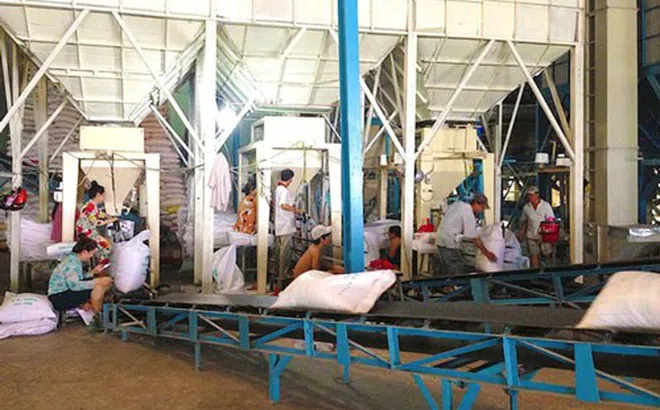 Trung Quốc và Indonesia tăng mua gạo Việt Nam