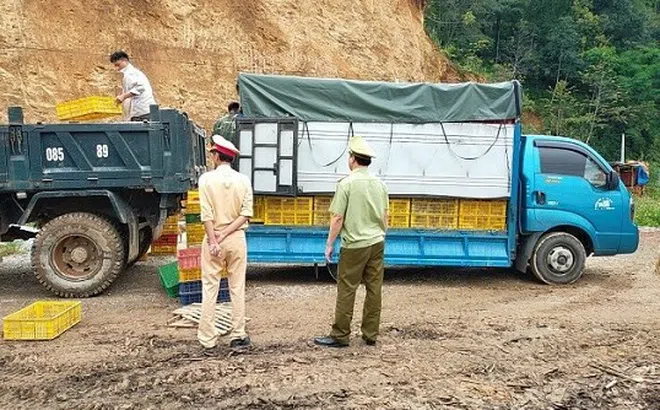 Cao Bằng: Tịch thu, tiêu hủy 12.000 con giống gia cầm không rõ nguồn gốc xuất xứ