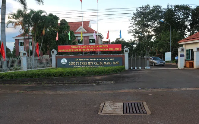 Công ty TNHH MTV Cao su Mang Yang (Gia Lai): Tập trung khôi phục sản xuất kinh doanh hậu COVID-19