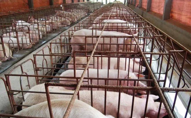 Bắc Ninh: Tập trung kiểm soát bệnh dịch tả lợn châu Phi tái phát, lây lan diện rộng