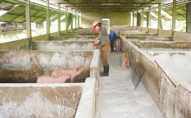 Dịch tả lợn châu Phi tái bùng phát tại Thái Nguyên