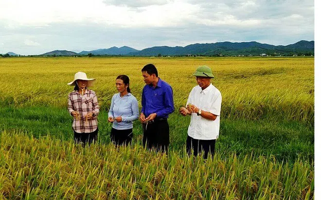 Thanh Hóa: Sản xuất Lúa theo hướng phát triển nông nghiệp bền vững