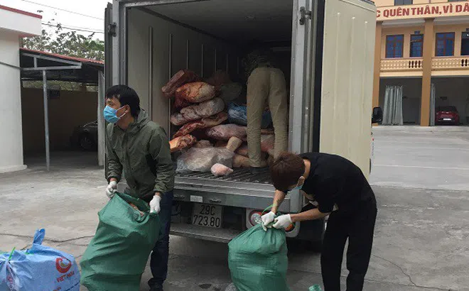 Hải Dương: Ngăn chặn hơn 2 tấn thịt lợn bốc mùi trên đường đi tiêu thụ