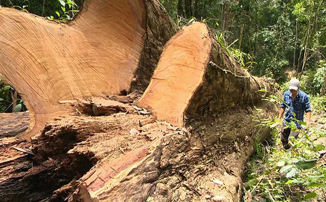 Gia Lai: Điều tra, xác minh vụ khai thác gỗ giáng hương cổ thụ trái phép