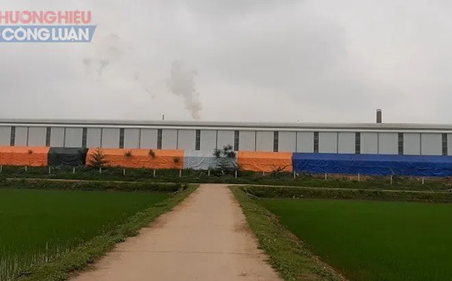 Huyện Tam Nông (Phú Thọ): Khói nhà máy làm… cháy lúa của người dân?