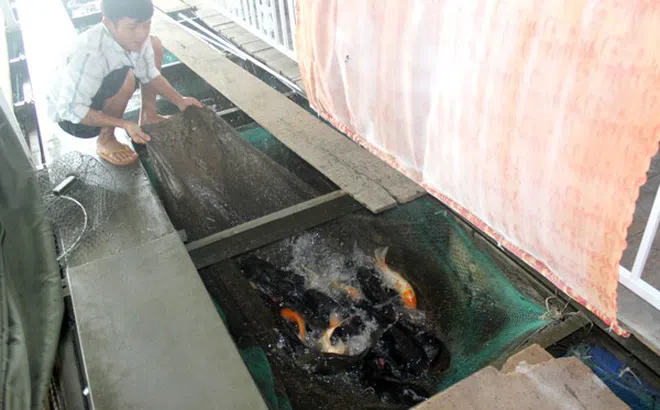 Nuôi cá hô đặc sản trong bè, cuối năm nông dân hốt bạc, ăn Tết to