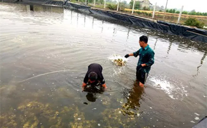 Nuôi con giống li ti, bán kèm với cát, thu tiền tỷ mỗi năm